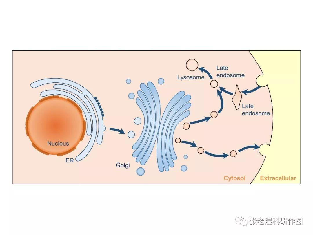 ppt绘制高尔基体简笔画