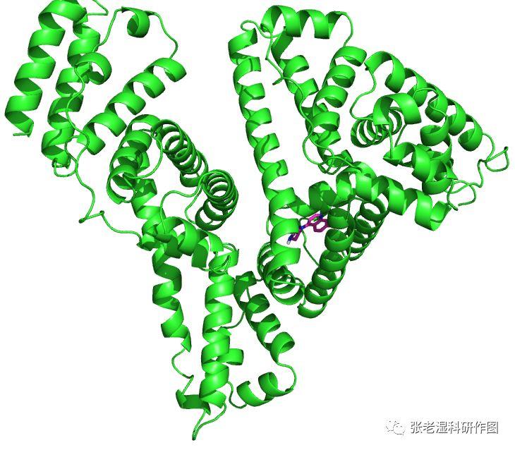 人血清白蛋白-小分子对接