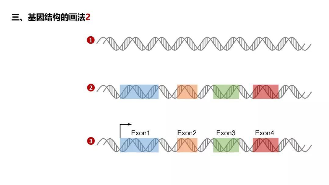基因结构的画法