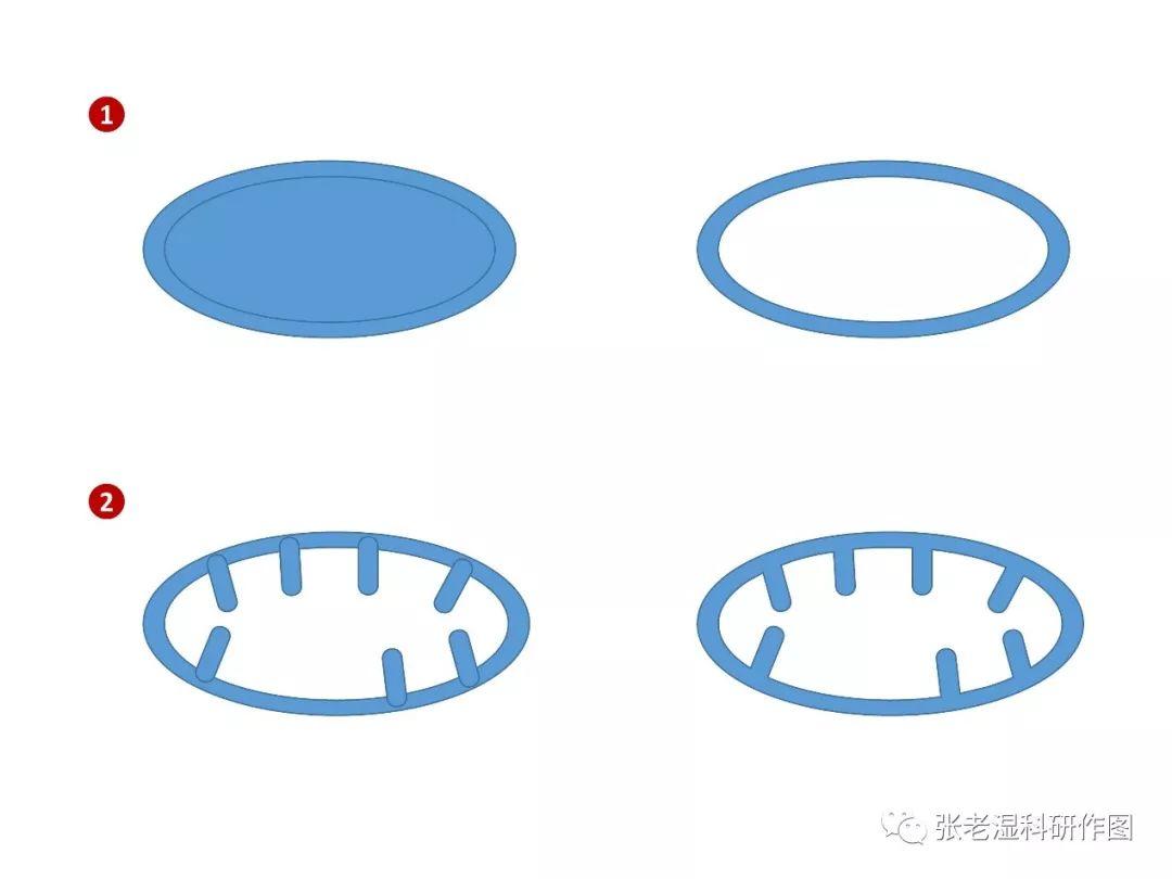 三步绘制线粒体示意图