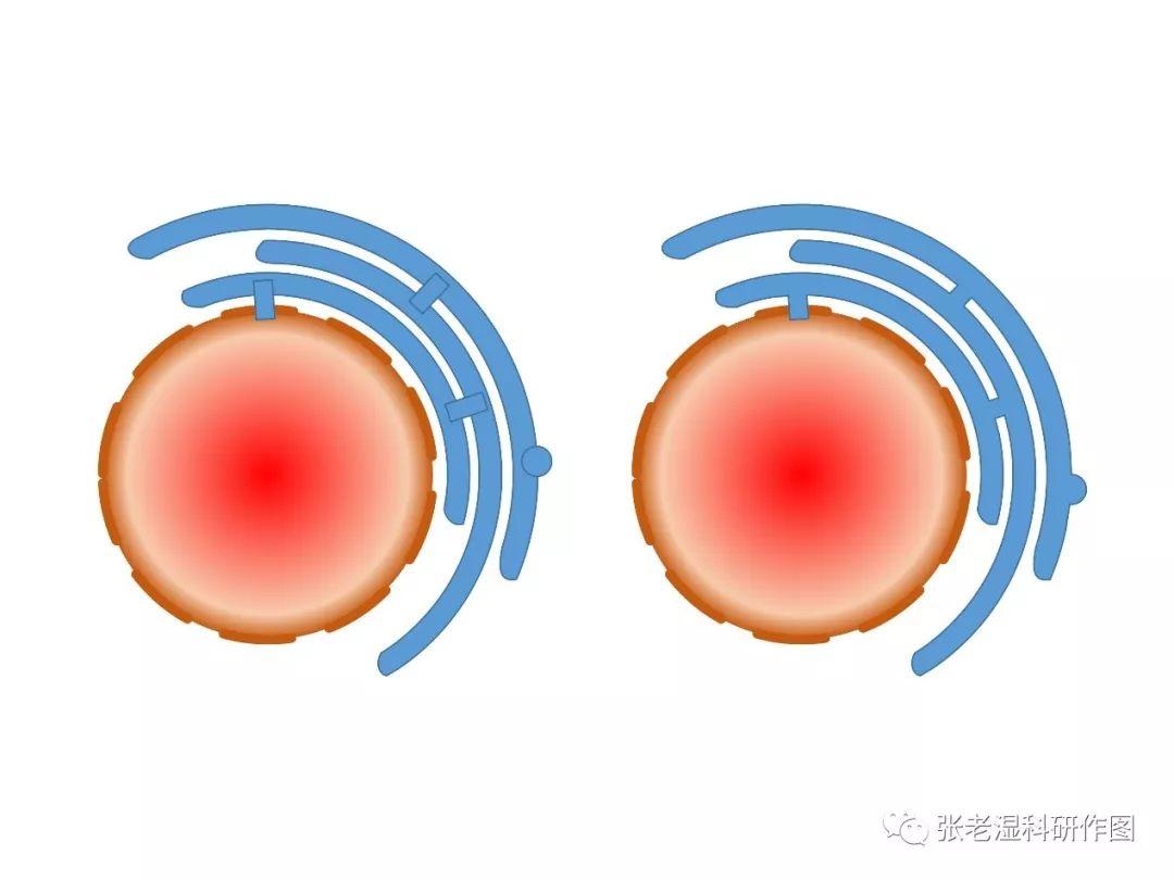 三两步的事儿细胞核和内质网简笔画