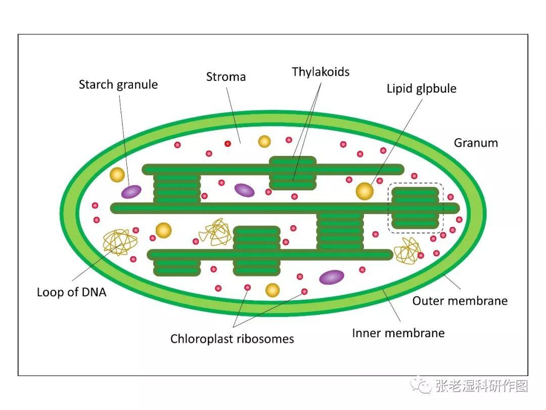 简笔画:叶绿体示意图进阶:细胞核及球体剖面细胞核和内质网简笔画蛋白