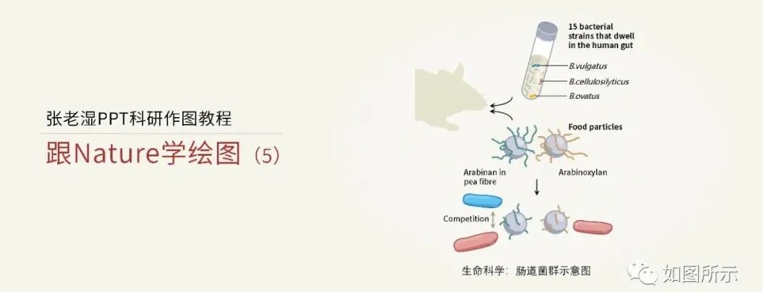 Nature风格的顶级细胞插图,用PPT也能画! Nature风格的顶级细胞插图,用PPT也能画!
