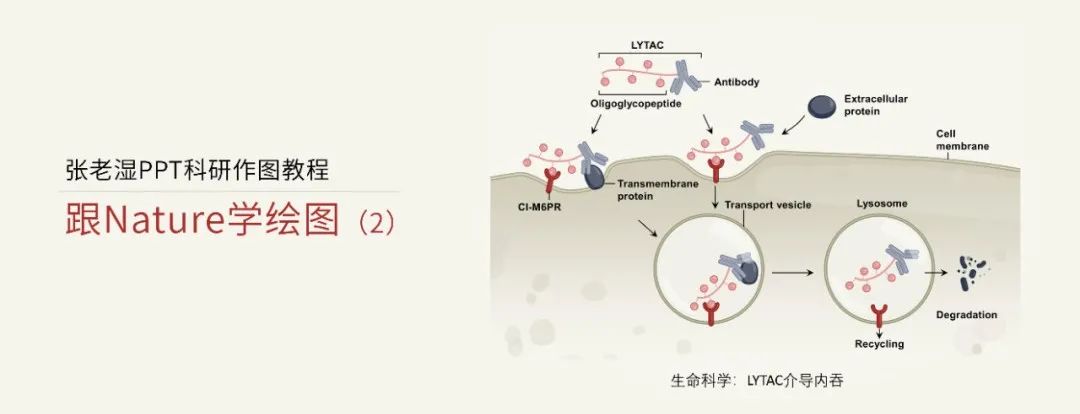Nature风格的顶级细胞插图,用PPT也能画! Nature风格的顶级细胞插图,用PPT也能画!